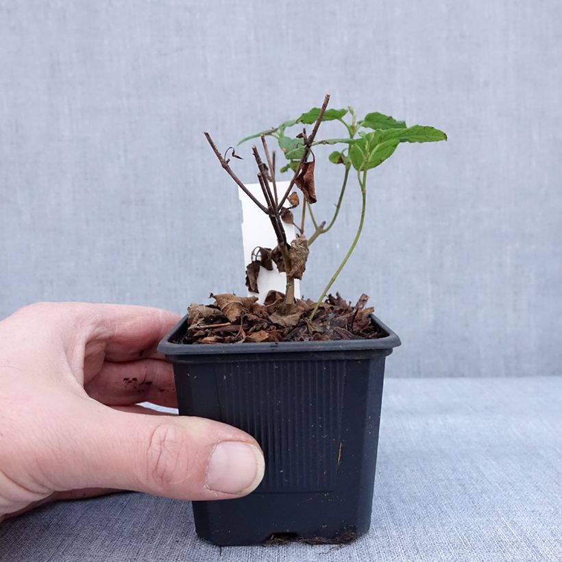 Example of Cistus corbariensis - Rotsroos Kweekpotje van 8/9 cm as you get in hiver