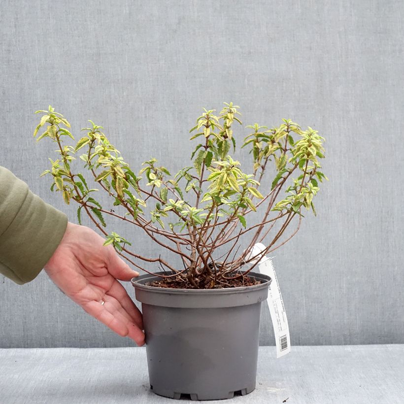 Example of Cistus corbariensis Little Miss Sunshine - Ciste des Corbières Pot van 3 l/4 l as you get in hiver