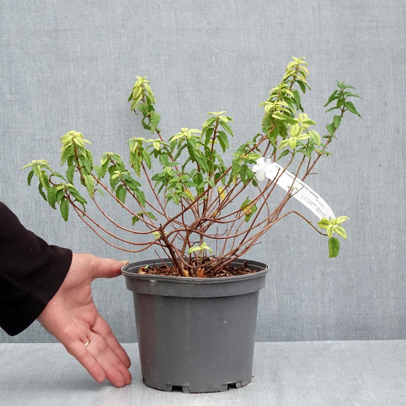 Exemplaar van Cistus corbariensis Little Miss Sunshine - Rotsroos Pot van 3 l/4 l zoals geleverd in de herfst