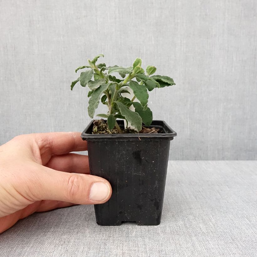 Exemplaar van Cistus Grayswood Pink - Ciste hybride Kweekpotje van 8/9 cm zoals geleverd in de winter