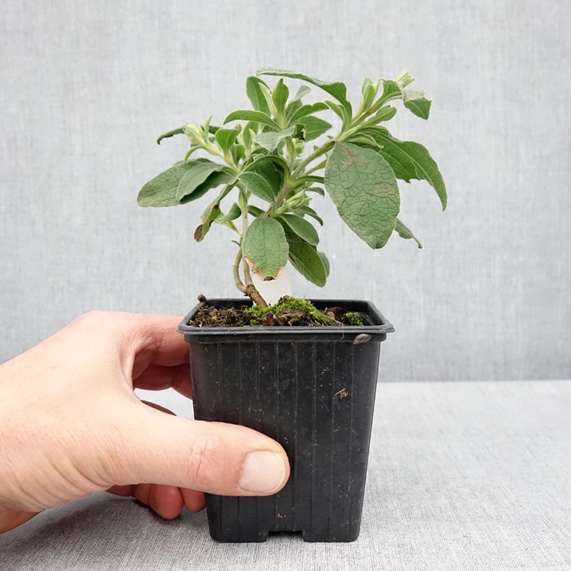Exemplaar van Cistus lenis Grayswood Pink - Rotsroos Kweekpotje van 8/9 cm zoals geleverd in de lente