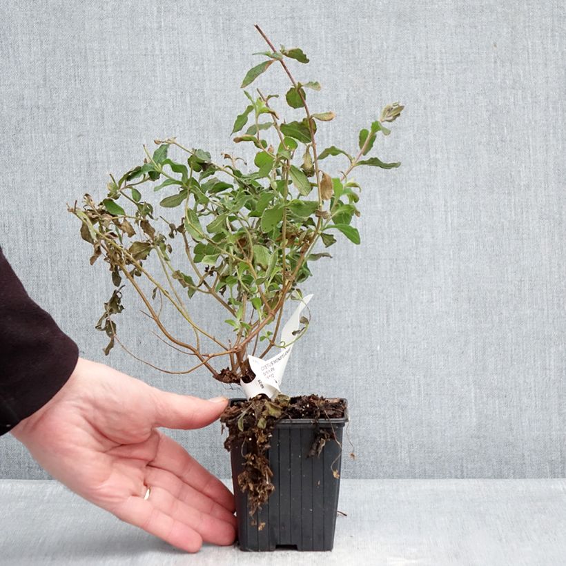 Exemplaar van Cistus monspeliensis - Rotsroos Kweekpotje van 8/9 cm zoals geleverd in de winter
