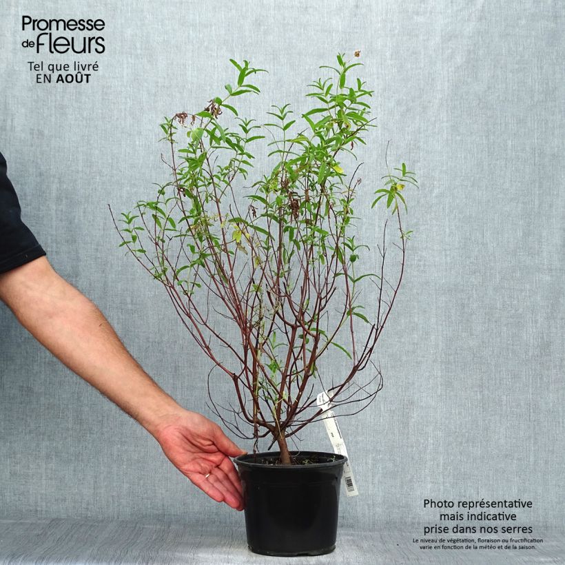 Exemplaar van Cistus monspeliensis - Rotsroos Pot van 2 l/3 l zoals geleverd in de zomer