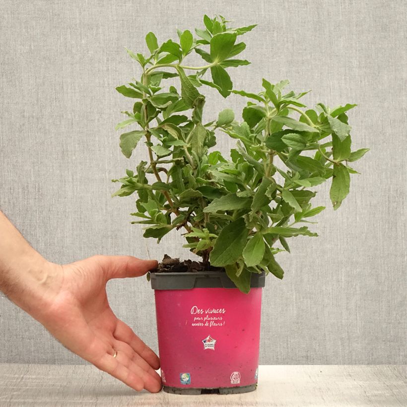 Exemplaar van Cistus pulverulentus - Rotsroos Pot van 2 l/3 l zoals geleverd in de zomer