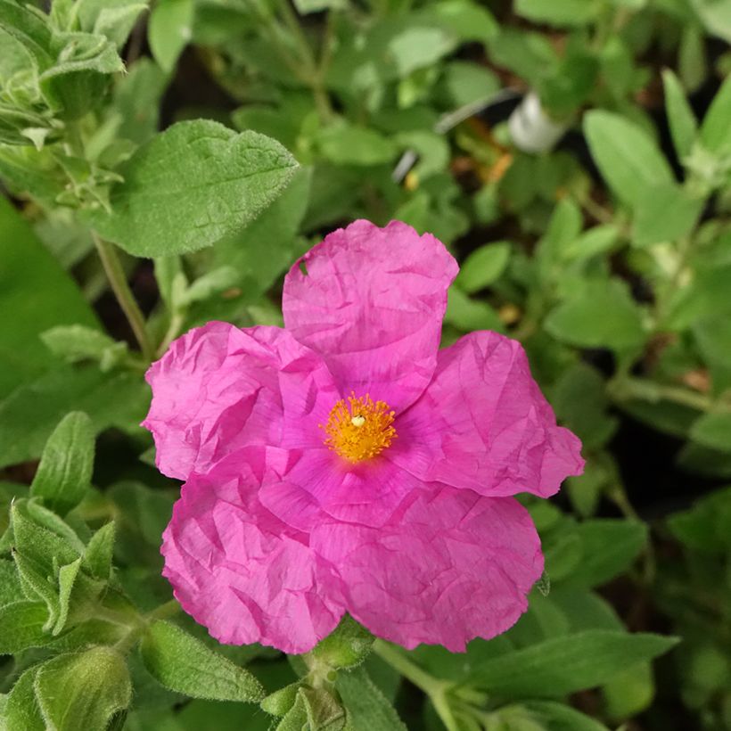 Cistus pulverulentus Sunset - Rotsroos (Bloei)