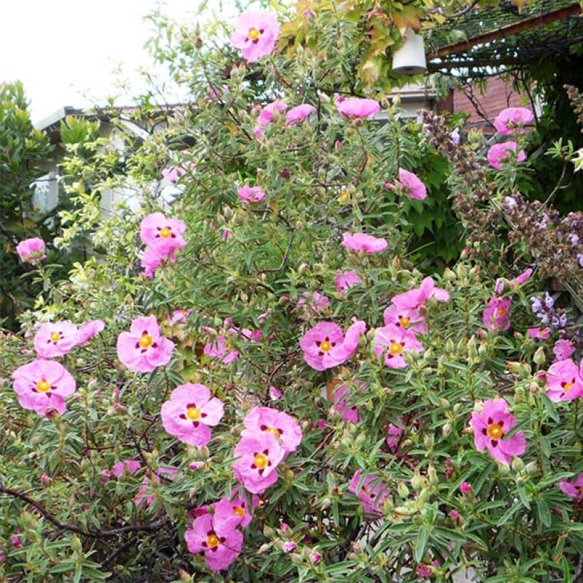 Cistus purpureus - Bonte cistus (Plant habit)