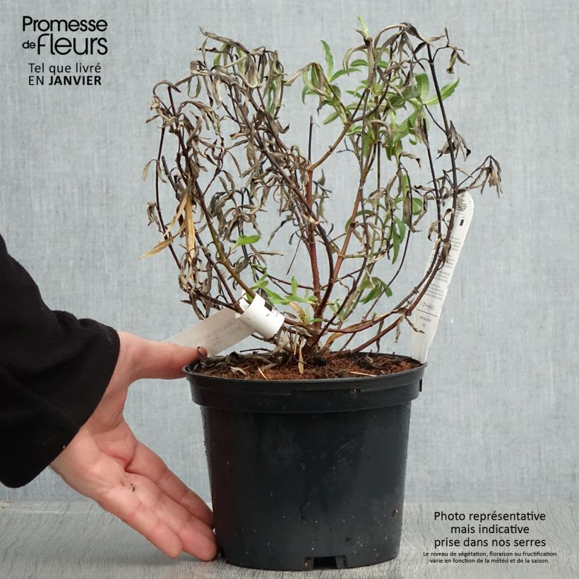 Example of Cistus purpureus Betty Taudevin - Ciste pourpre Pot van 2 l/3 l as you get in hiver