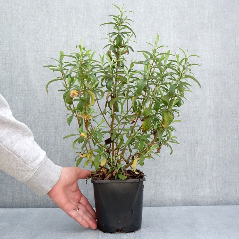 Exemplaar van Cistus purpureus Betty Taudevin - Bonte cistus Pot van 2 l/3 l zoals geleverd in de lente