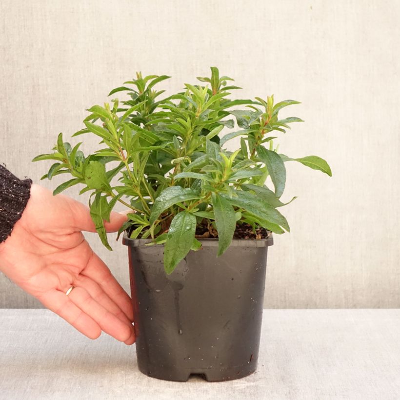 Exemplaar van Cistus dansereaui Jenkyn Place - Rotsroos Pot van 1,5 l/2 l zoals geleverd in de winter