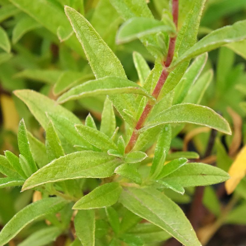 Cistus dansereaui Jenkyn Place - Rotsroos (Blad)