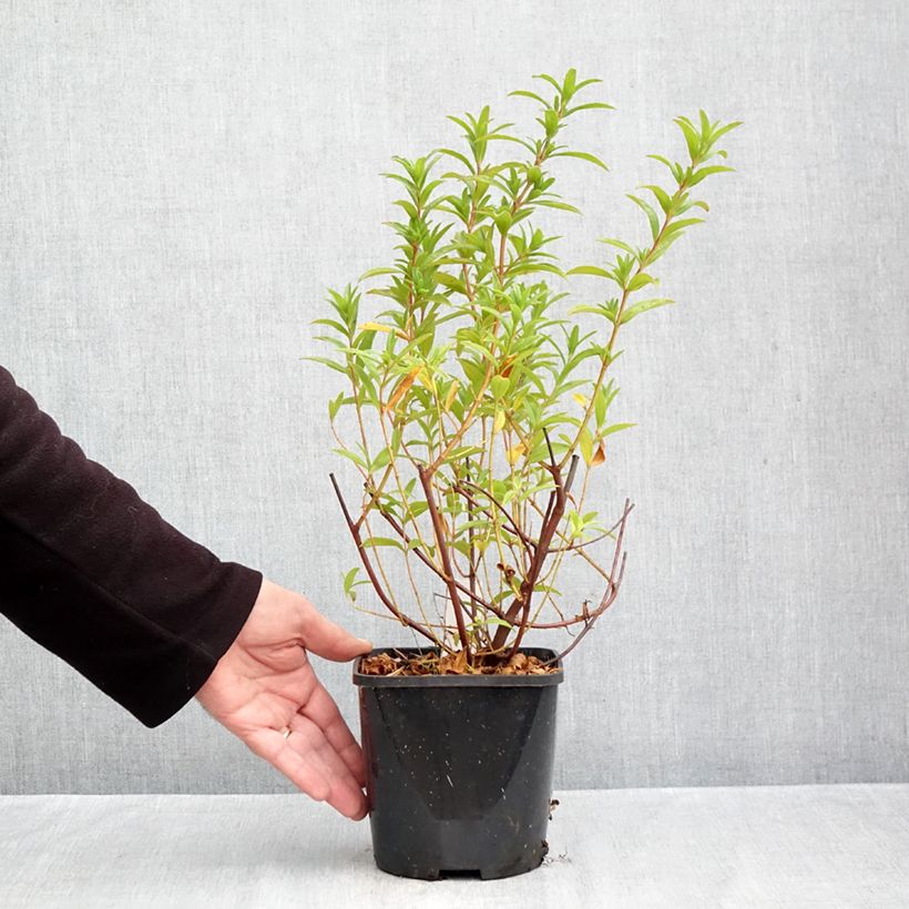 Exemplaar van Cistus dansereaui Jenkyn Place - Rotsroos Pot van 1,5 l/2 l zoals geleverd in de herfst