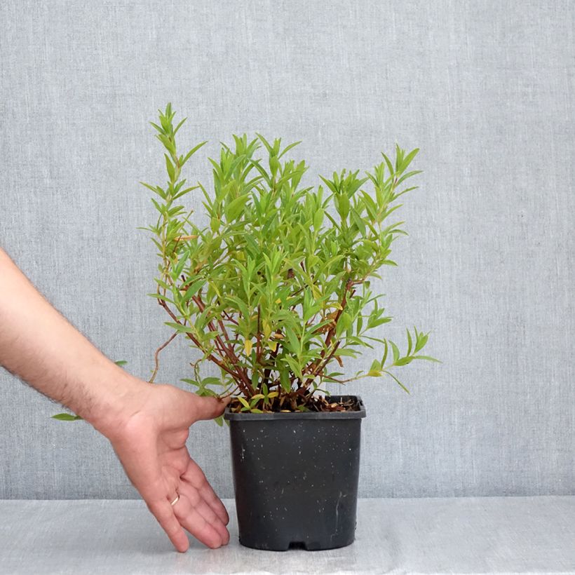 Example of Cistus x dansereaui Jenkyn Place - Ciste hybride Pot van 1,5 l/2 l as you get in ete