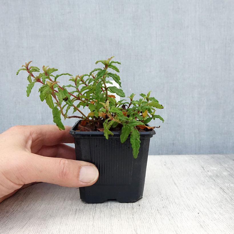 Example of Cistus x florentinus Repens - Ciste Kweekpotje van 8/9 cm as you get in automne