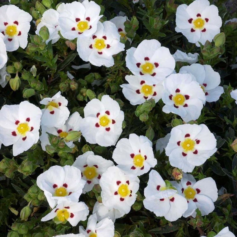 Cistus lusitanicus Decumbens - Rotsroos (Flowering)