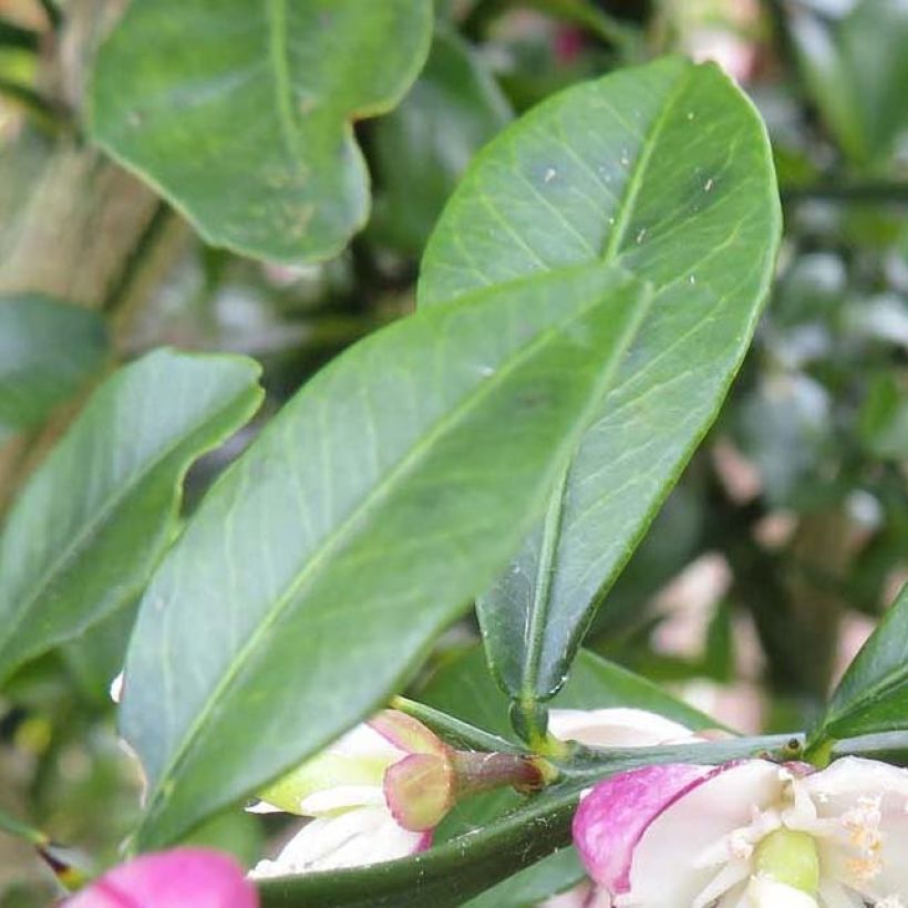 Vingerlimoen Red Crystal - Microcitrus australasica (Blad)