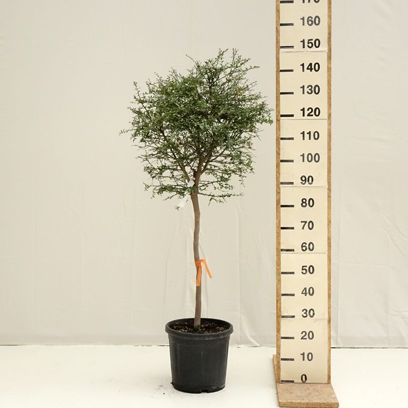 Exemplaar van Vingerlimoen - Microcitrus australasica Pot van 18 l/20 l, Half-hoge stam zoals geleverd in de lente