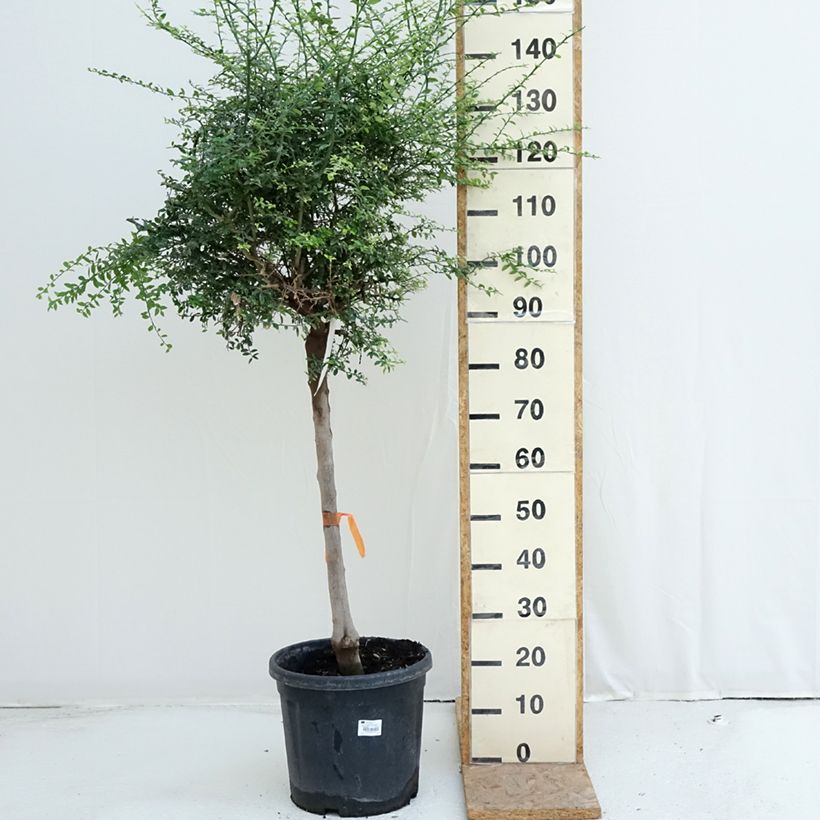Exemplaar van Vingerlimoen - Microcitrus australasica Pot van 18 l/20 l, Half-hoge stam zoals geleverd in de zomer