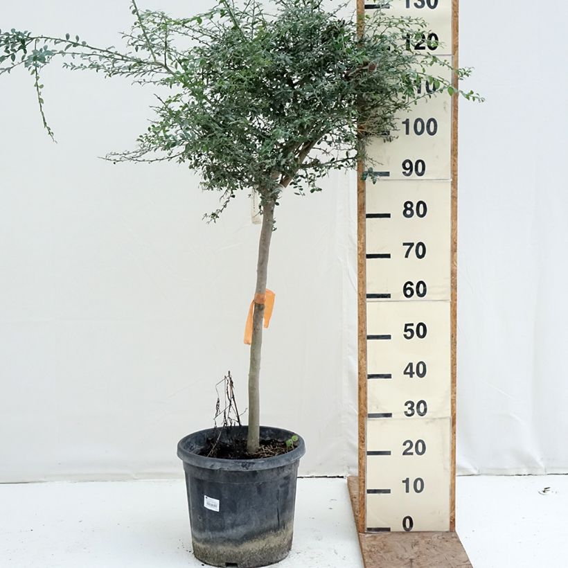 Exemplaar van Vingerlimoen - Microcitrus australasica Pot van 18 l/20 l, Half-hoge stam zoals geleverd in de winter