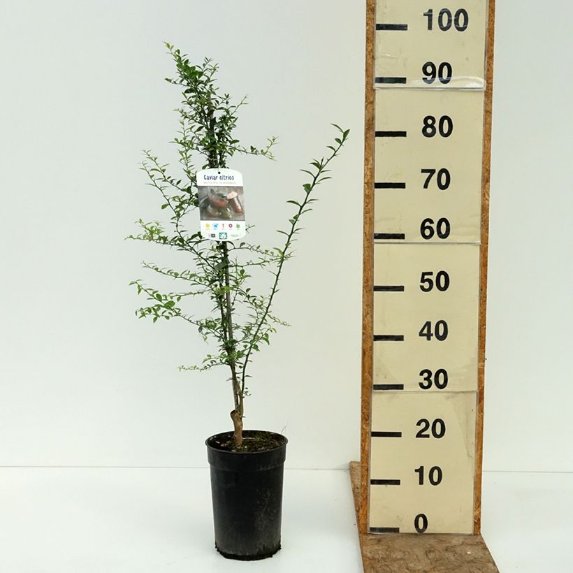 Exemplaar van Vingerlimoen - Microcitrus australasica Pot van 2 l/3 l, Onderstam zoals geleverd in de zomer