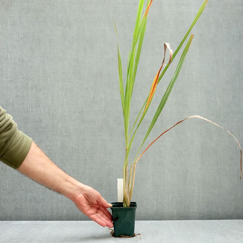 Exemplaar van Citroengras uit Madagascar - Cymbopogon citratus (jonge planten) Pot van 1 l/1,5 l zoals geleverd in de herfst