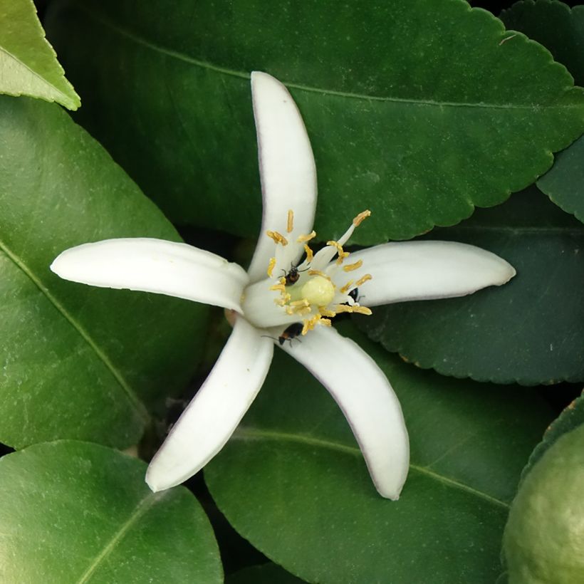 Citroenboom Adamo (Bloei)