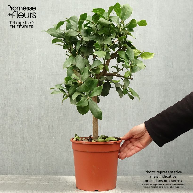 Exemplaar van Citroenboom Femminello Incappucciato Pot van 4 l/5 l, Kwartstam zoals geleverd in de winter