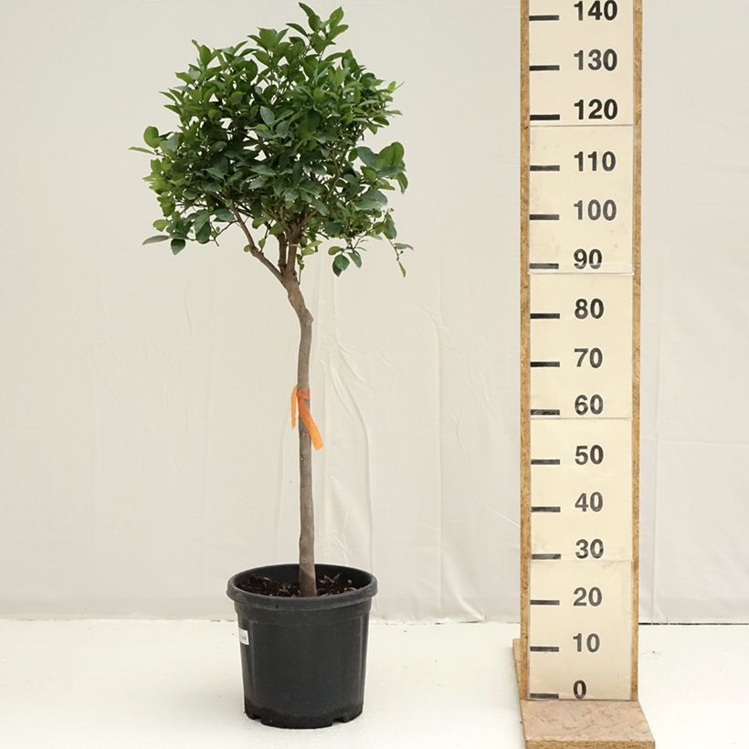 Exemplaar van Zoete limoen Pursha Pot van 18 l/20 l, Half-hoge stam zoals geleverd in de lente