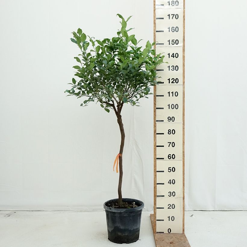 Exemplaar van Zoete limoen Pursha Pot van 18 l/20 l, Half-hoge stam zoals geleverd in de herfst
