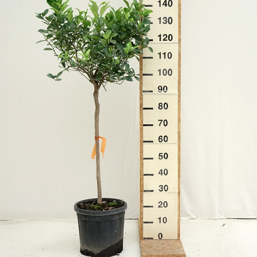 Exemplaar van Zoete limoen Pursha Pot van 18 l/20 l, Half-hoge stam zoals geleverd in de zomer
