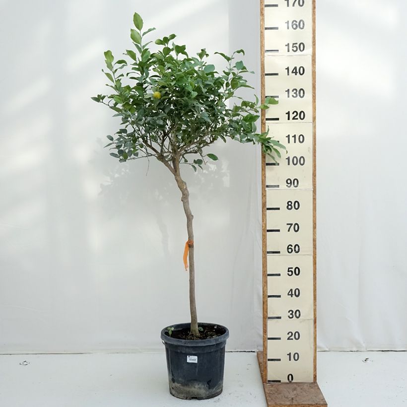 Exemplaar van Zoete limoen Pursha Pot van 18 l/20 l, Half-hoge stam zoals geleverd in de winter