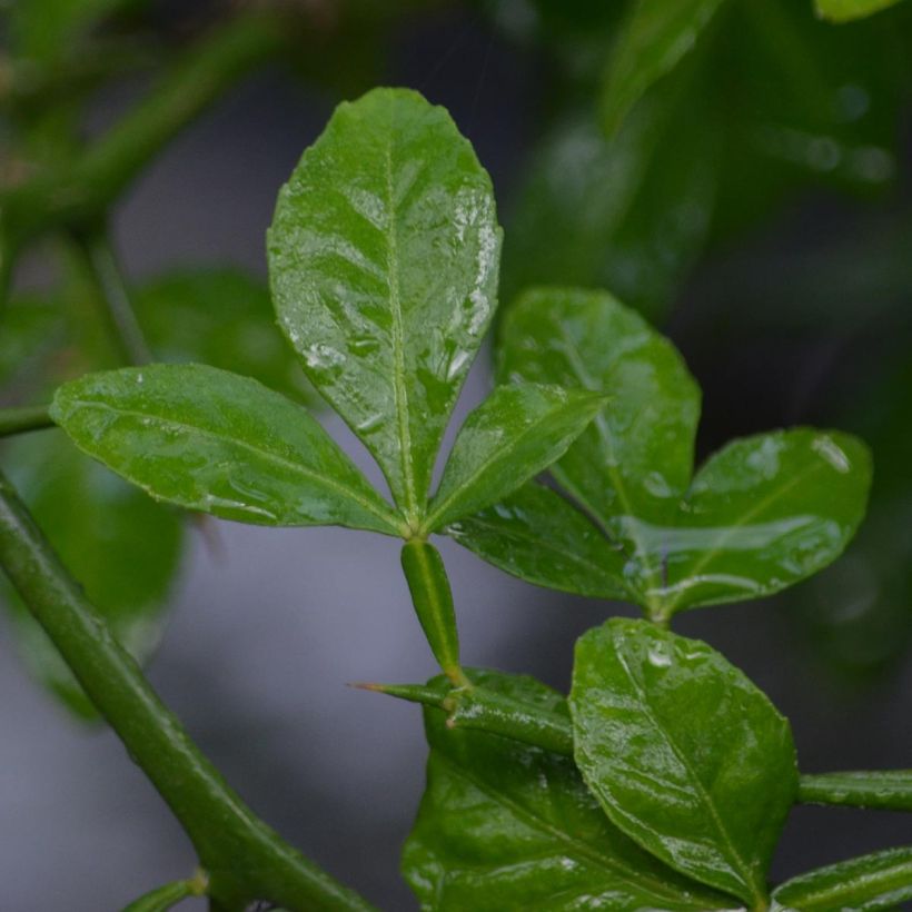 Poncirus trifoliata - Wilde citroen (Foliage)