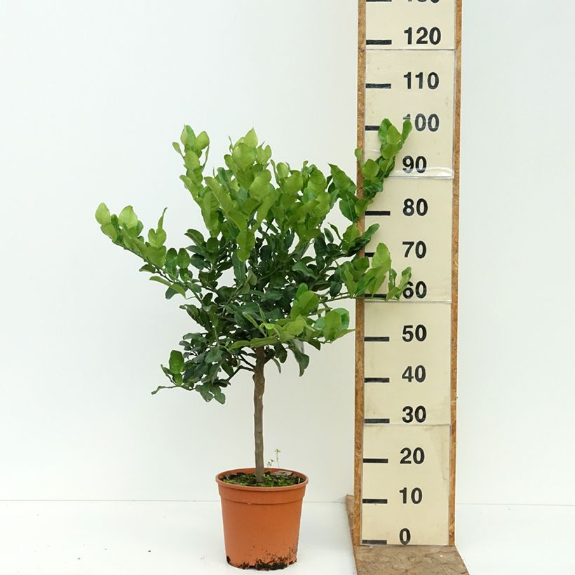Exemplaar van Ichang papeda - Citrus ichangensis Pot van 4 l/5 l, Kwartstam zoals geleverd in de zomer