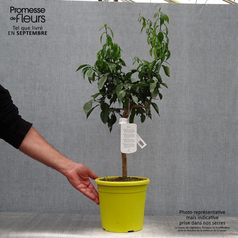 Exemplaar van Ichang papeda - Citrus ichangensis Pot van 3 l/4 l, Pol zoals geleverd in de herfst