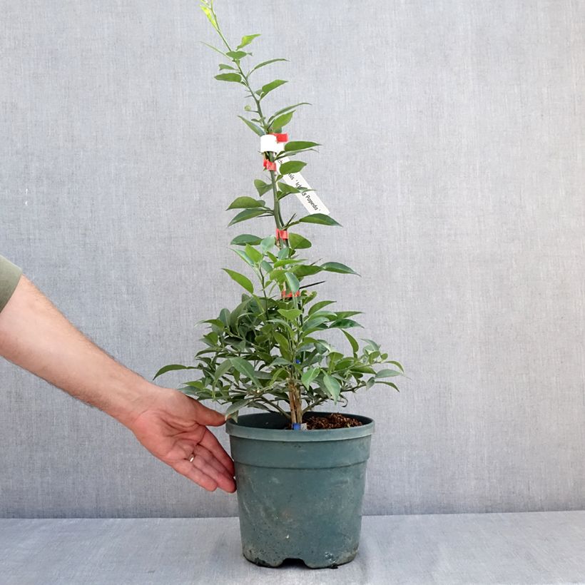 Exemplaar van Ichang papeda - Citrus ichangensis Pot van 3 l/4 l, Pol zoals geleverd in de zomer