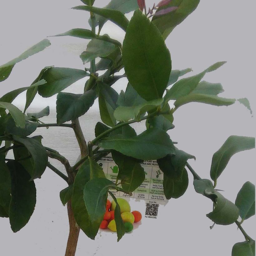 Citroenboom Adamo (Blad)