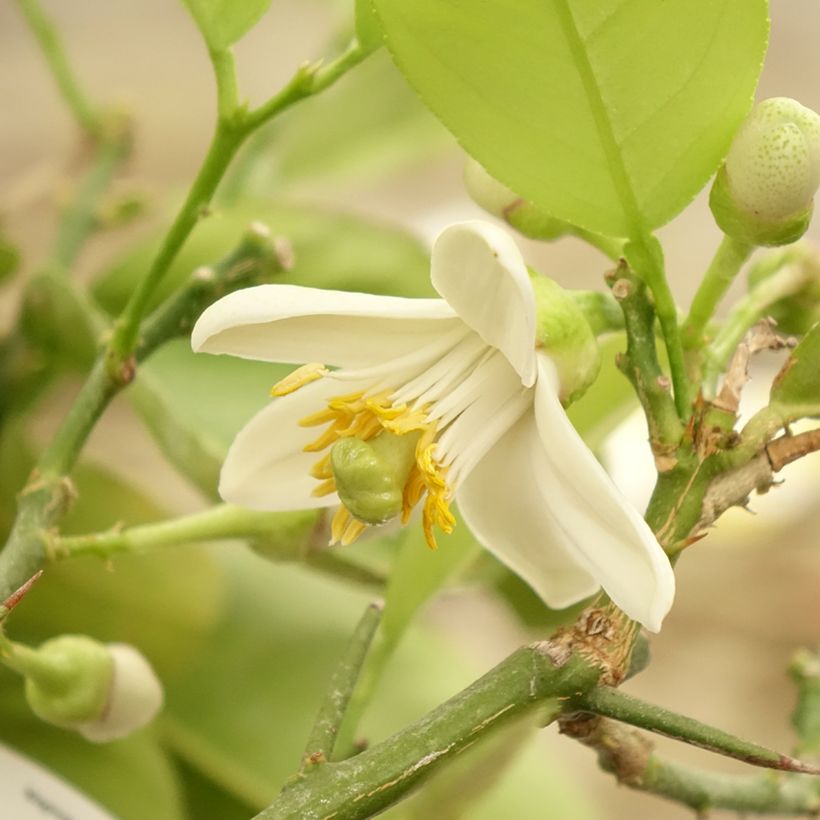 Lipo-citroen (Bloei)