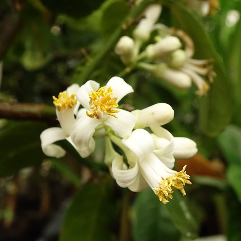 Sukadecitroen - Citrus medica Maxima (Bloei)