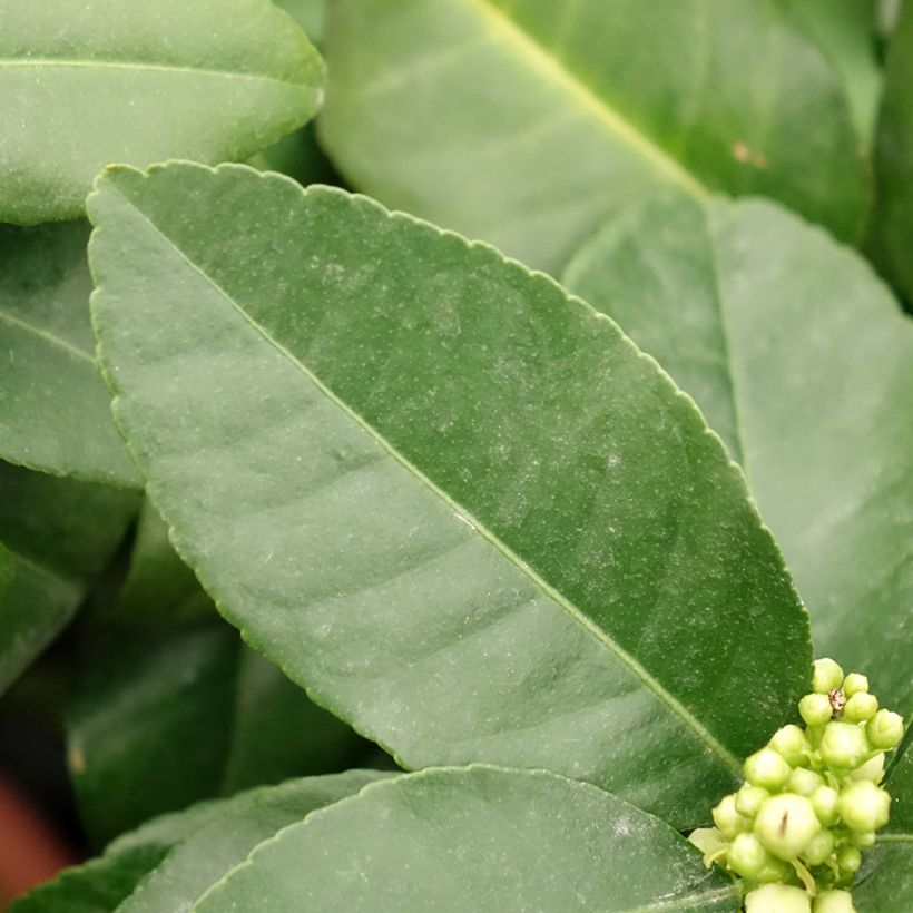 Rode citroen - Citrus medica Pigmentata (Blad)
