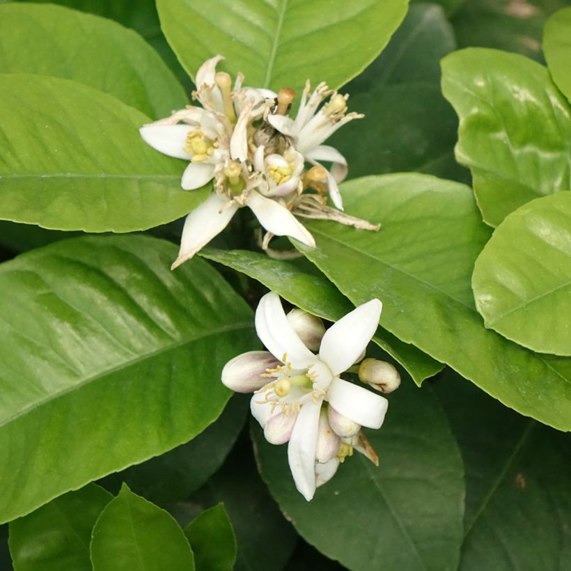 Meyer-citroen Doppio Sanguigno (Bloei)