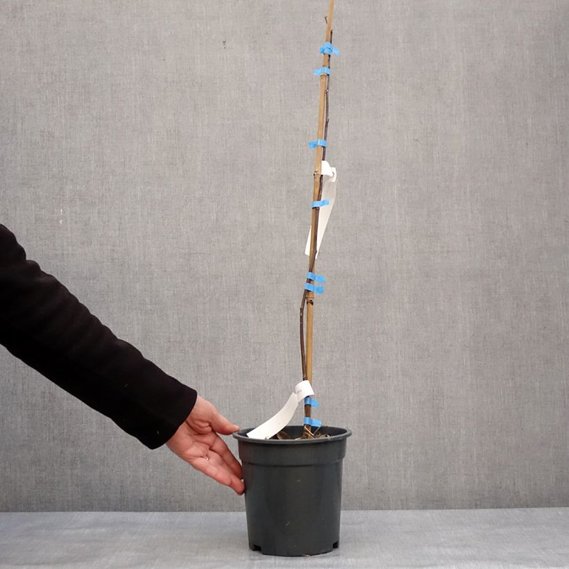 Example of Cladrastis kentukea - Virgilier à bois jaune Pot van 3 l/4 l as you get in hiver