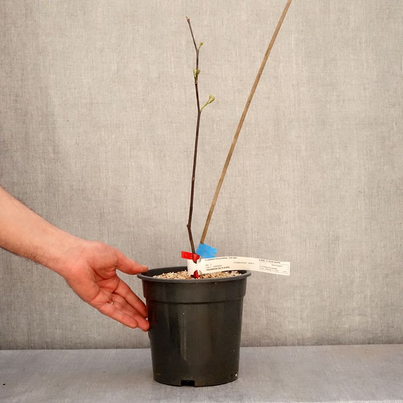 Exemplaar van Cladrastis kentukea - Gele houtboom Pot van 3 l/4 l zoals geleverd in de lente