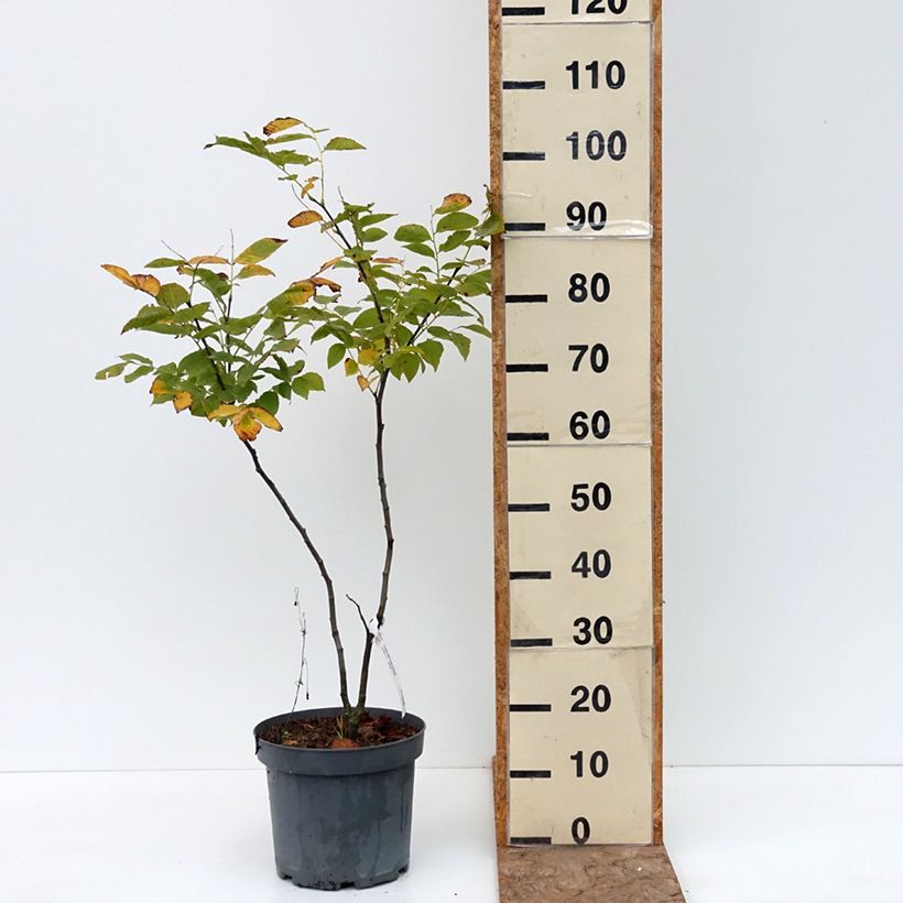 Exemplaar van Cladrastis kentukea - Gele houtboom Pot van 6 l/7 l zoals geleverd in de zomer