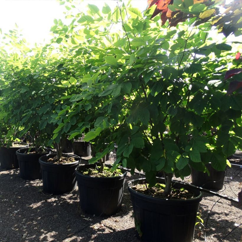 Example of Cladrastis kentukea - Virgilier à bois jaune Pot van 80 l/90 l as you get in printemps