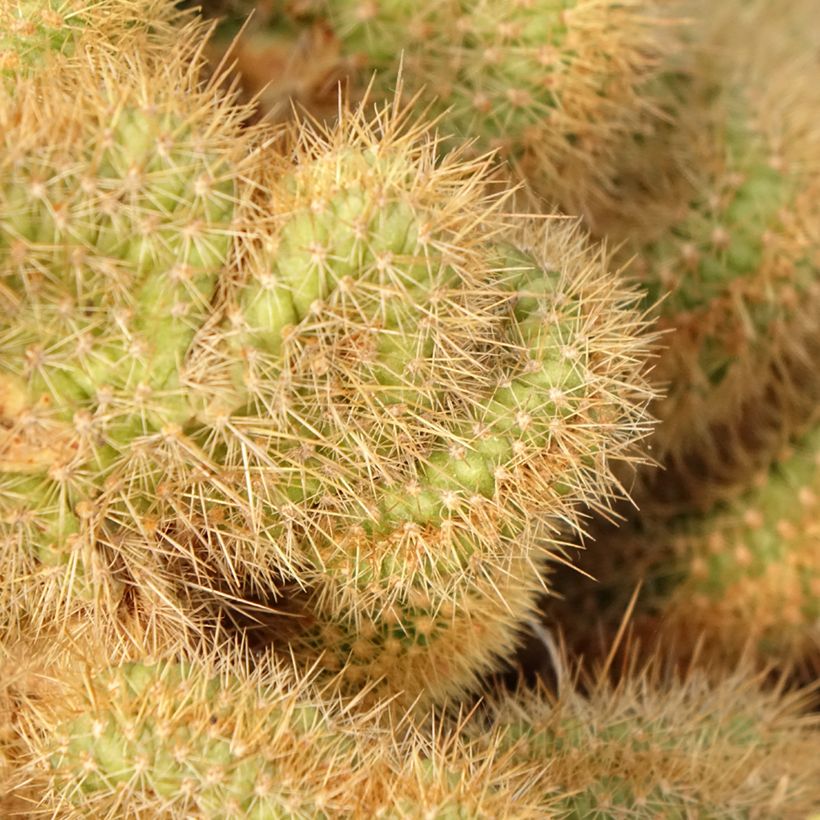 Cleistocactus winteri f. cristata - Gouden rattenstaartcactus (Foliage)