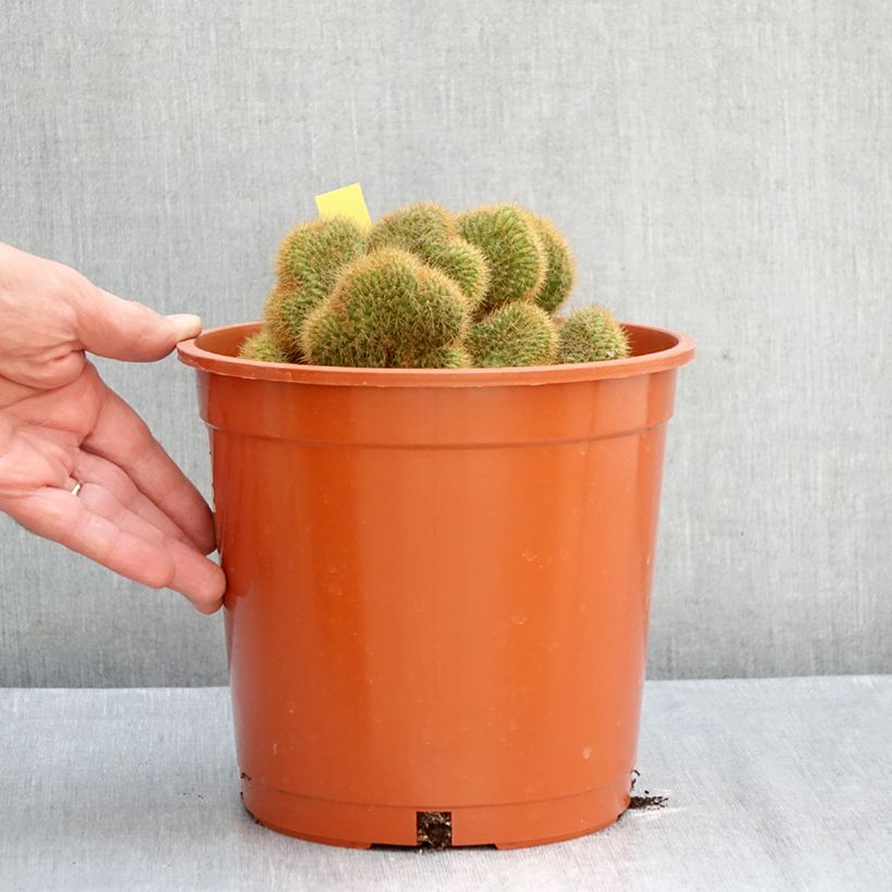 Exemplaar van Cleistocactus winteri f. cristata - Gouden rattenstaartcactus Pot van 4 l/5 l zoals geleverd in de herfst