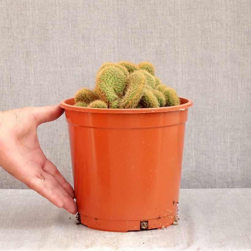 Exemplaar van Cleistocactus winteri f. cristata - Gouden rattenstaartcactus Pot van 4 l/5 l zoals geleverd in de zomer