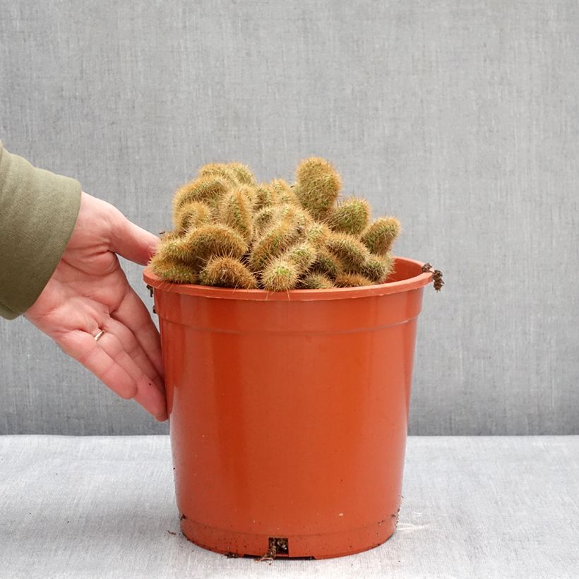 Example of Cleistocactus winteri f. cristata - Queue de rat dorée Pot van 4 l/5 l as you get in hiver