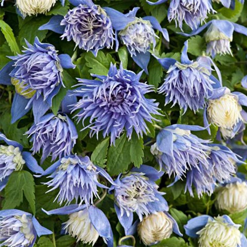 Clematis alpina Ocean Pearl - Alpenbosrank (Flowering)