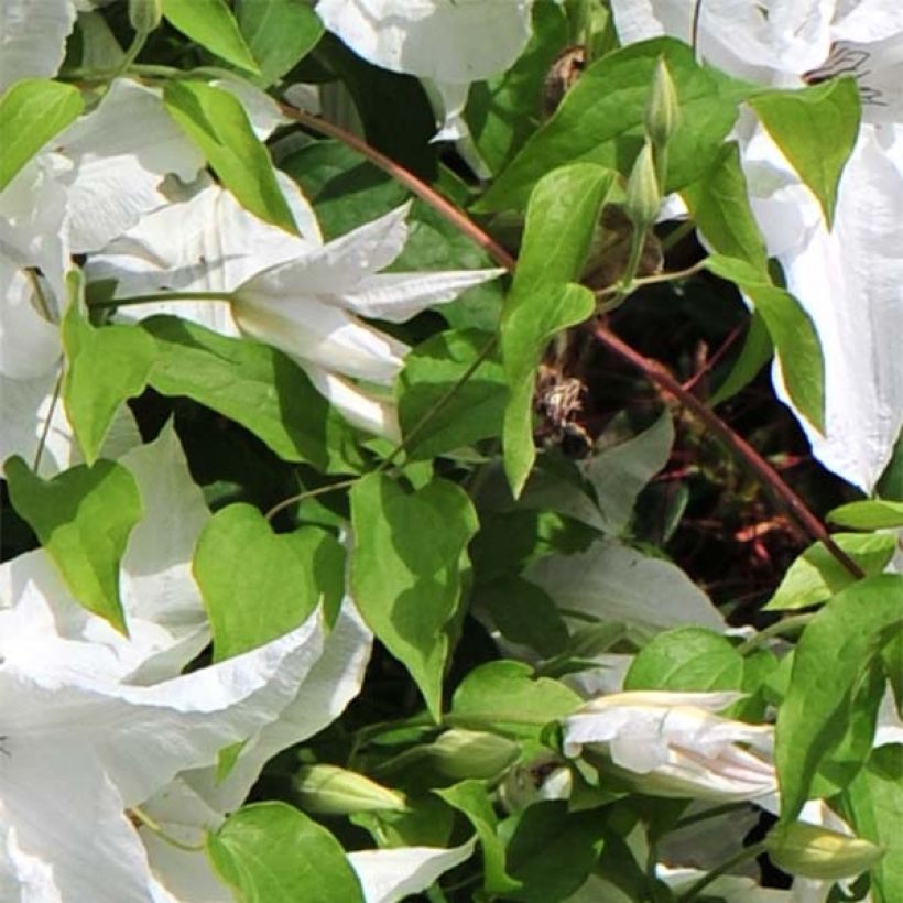 Clematis Beautiful Bride - Grootbloemige bosrank (Blad)