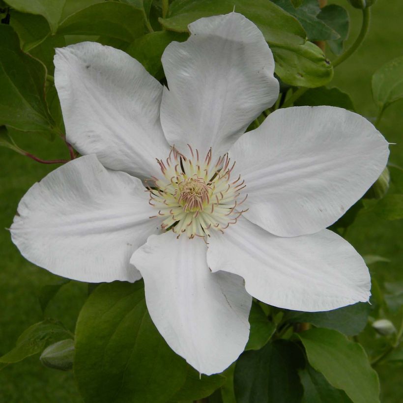 Clematis Chantilly - Grootbloemige clematis (Bloei)